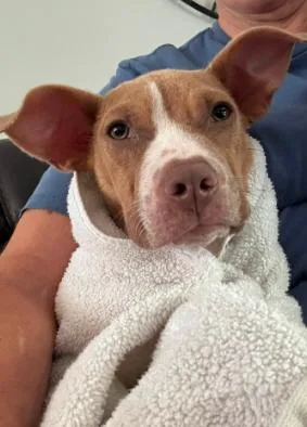 A baby large-sized female Pit Bull Terrier dog named Dobie for adoption in Inverness, FL