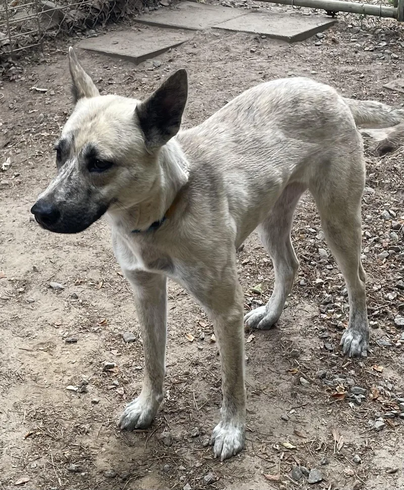 A young medium-sized female White / Cream Shepherd dog named Ivory for adoption in Heathsville, VA