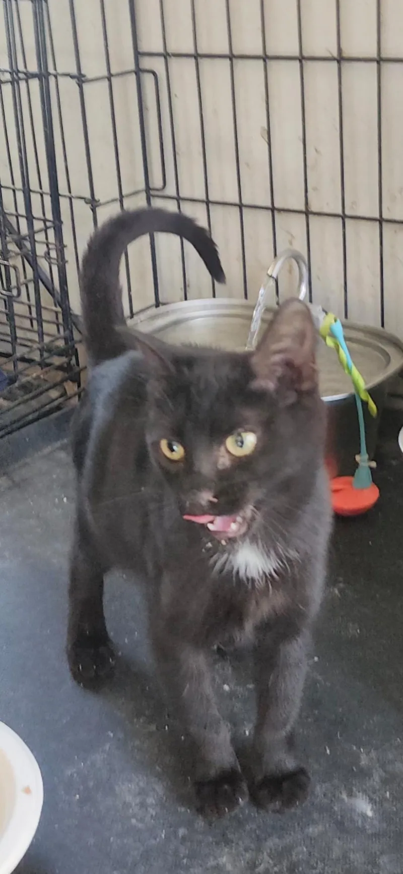 A young medium-sized female Black & White / Tuxedo Domestic Short Hair cat named Camilla for adoption in Long Beach, CA