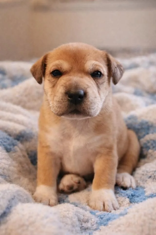 A baby small-sized female Mixed Breed dog named Meg for adoption in Columbia, TN