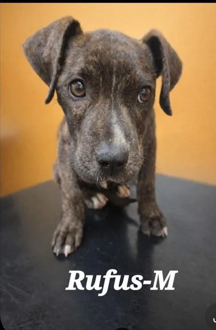 A baby medium-sized male Pit Bull Terrier dog named Rufus for adoption in Guntersville, AL