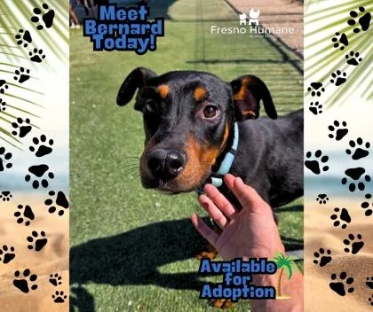 A baby medium-sized male Doberman Pinscher dog named Bernard for adoption in Fresno, CA