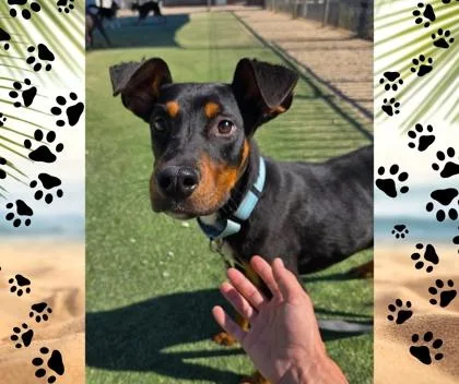 Bernard thumbnail 3