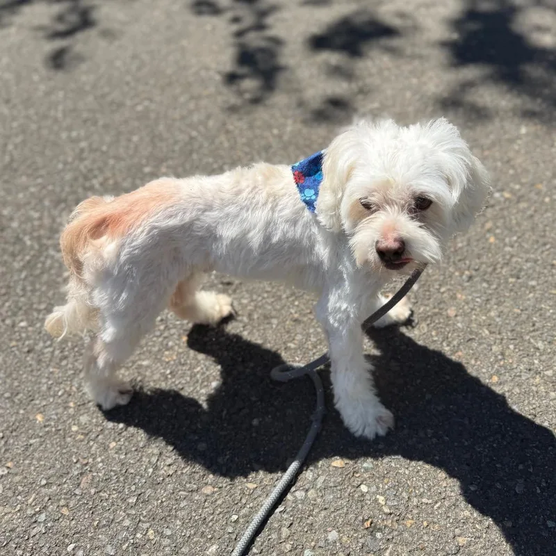 An adult small-sized male White / Cream Poodle (Toy) dog named Chip for adoption in Newberg, OR