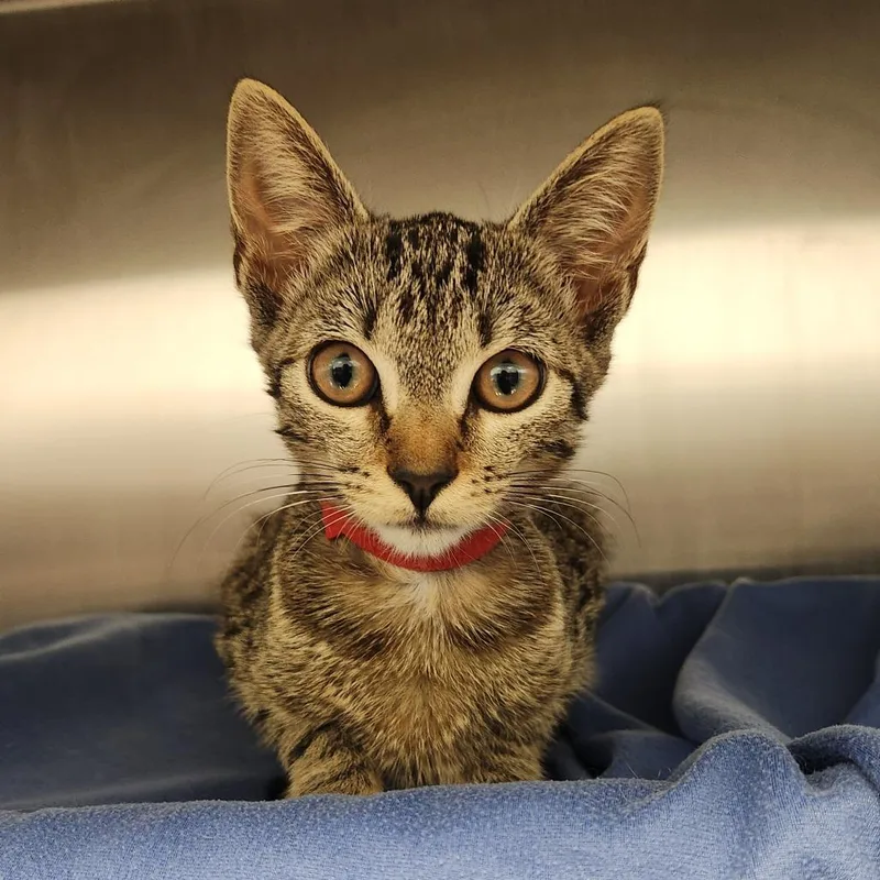A baby small-sized female Brown / Chocolate Domestic Short Hair cat named Willow for adoption in Fort Wayne, IN