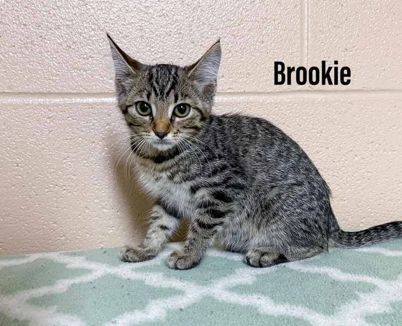 Brookie