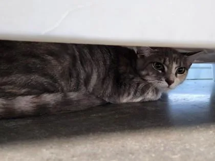 An adult small-sized female Domestic Short Hair cat named Leslie for adoption in West Chester, PA