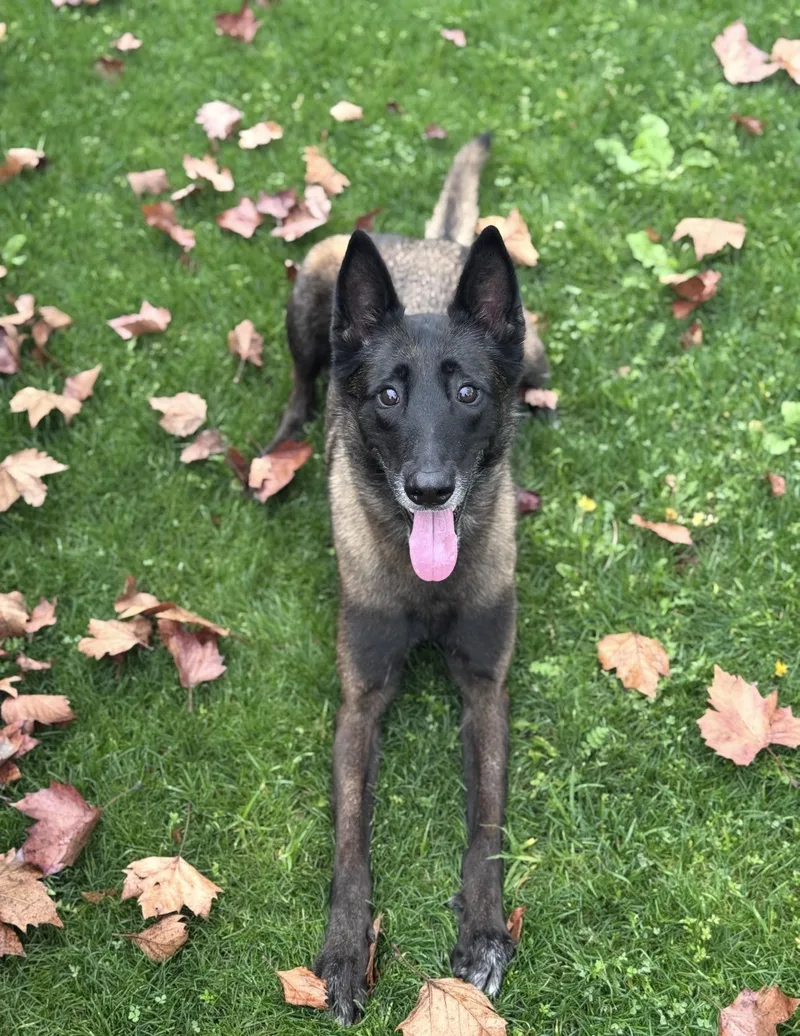 An adult medium-sized female Belgian Shepherd / Malinois dog named Bella for adoption in Los Angeles, CA