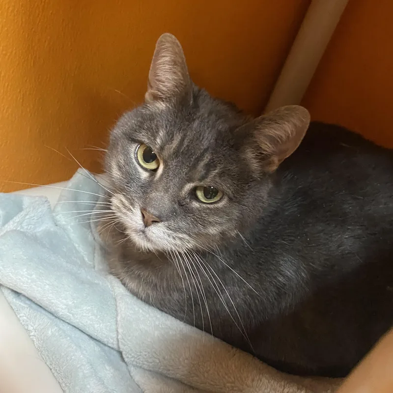 A senior medium-sized female Gray / Blue / Silver Domestic Short Hair cat named Kiki for adoption in Elyria, OH