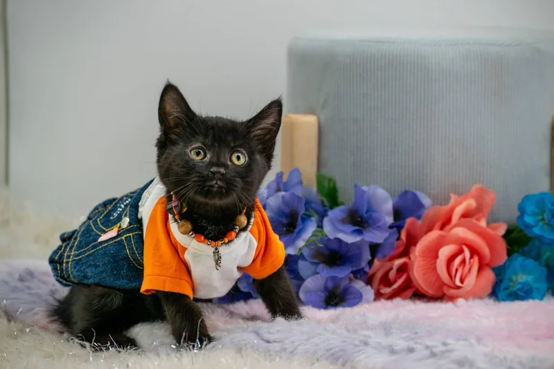A baby small-sized female Black Domestic Short Hair cat named Nehi for adoption in Sevierville, TN