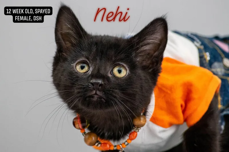 Nehi thumbnail 2