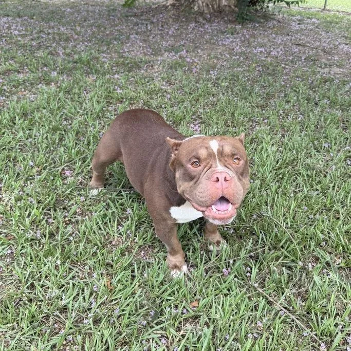 An adult medium-sized male Brown / Chocolate English Bulldog dog named Moto Moto for adoption in Carencro, LA