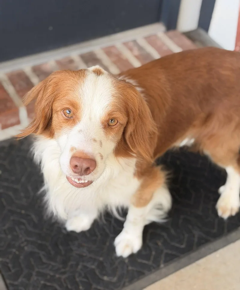 An adult medium-sized male Brittany Spaniel dog named TXTank Fritz for adoption in Baldwinsville, NY