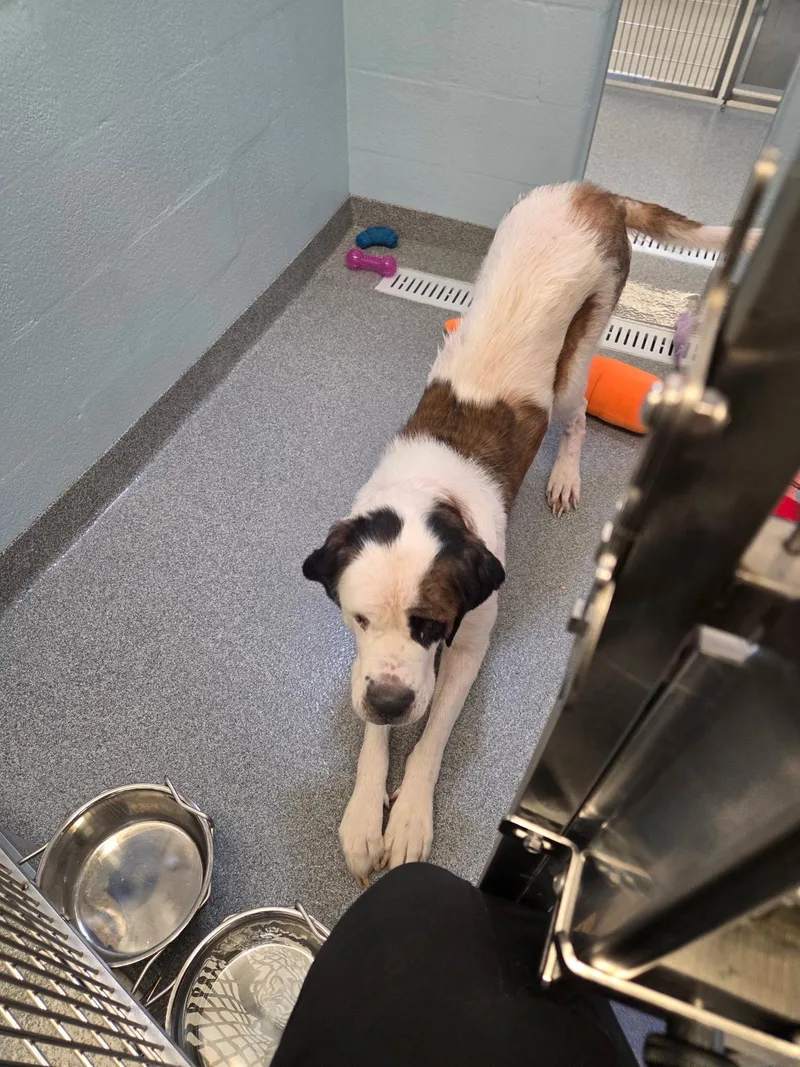 A baby extra large-sized female Saint Bernard dog named Such A Sweet Girl for adoption in Northwood, OH