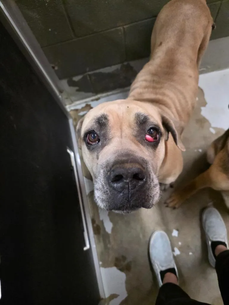 An adult large-sized female Neapolitan Mastiff dog named Savannah for adoption in Rockport, TX