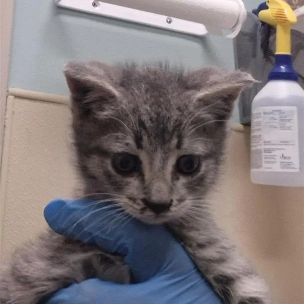 A baby small-sized male Gray / Blue / Silver Domestic Short Hair cat named Dipper for adoption in Tacoma, WA