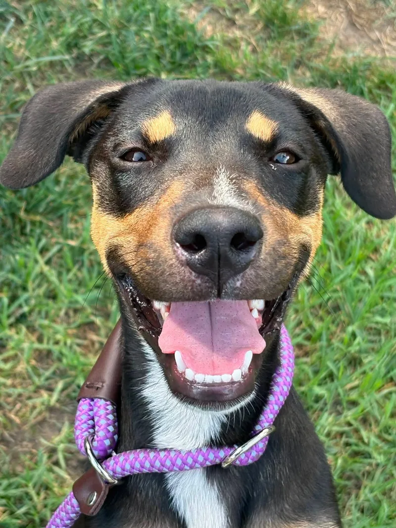 A baby medium-sized female Tricolor (Brown, Black, & White) Shepherd dog named Nessa for adoption in Claremont, CA