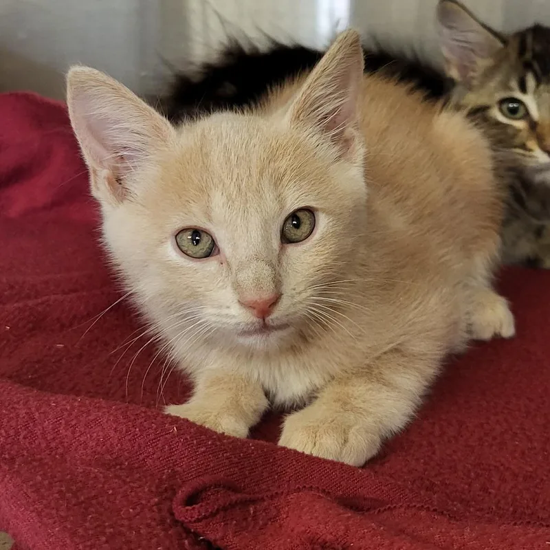A baby small-sized male Buff / Tan / Fawn Domestic Short Hair cat named Cheez Whiz for adoption in Lake Panasoffkee, FL