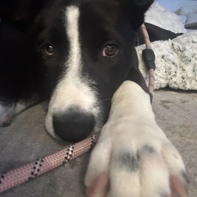 Roxy thumbnail 3