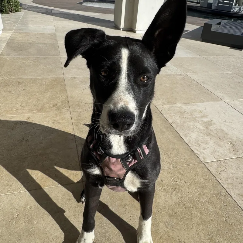 Roxy thumbnail 4