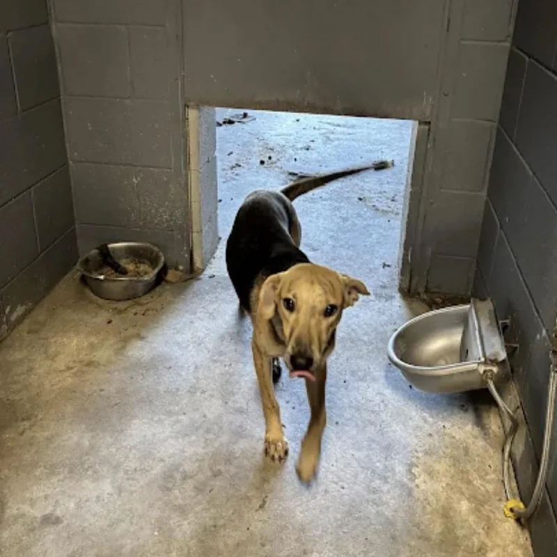 An adult medium-sized female Black Labrador Retriever dog named Miss Mam for adoption in Austin, TX