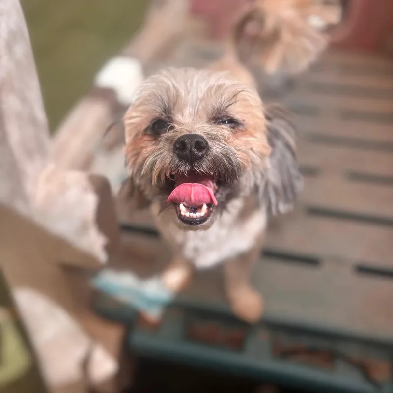 An adult small-sized male Yellow / Tan / Blond / Fawn Terrier dog named Robbie for adoption in Sonoma, CA