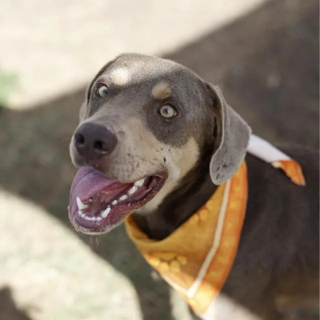 A young large-sized male Doberman Pinscher dog named Riley for adoption in San Antonio, TX