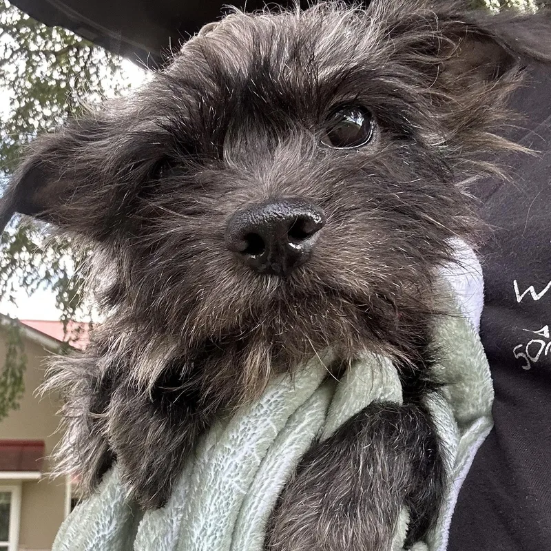 A young small-sized male Black Cairn Terrier dog named Forest for adoption in West Grove, PA