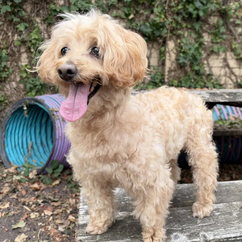 A senior small-sized male Poodle dog named Calbee for adoption in Oakland, CA
