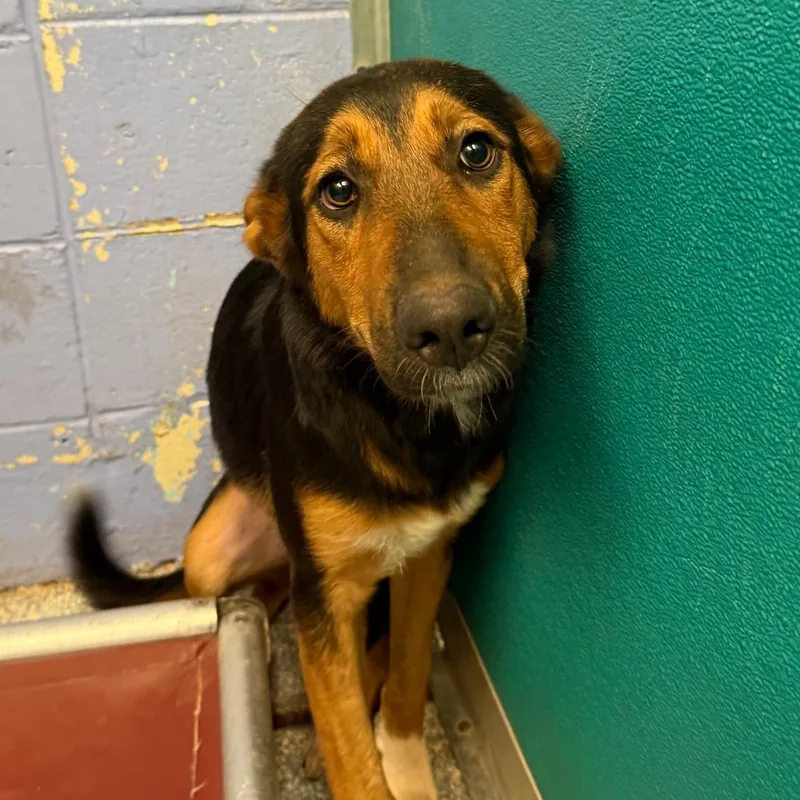A young medium-sized female Black Bernese Mountain Dog dog named Cierra for adoption in Stillwater, OK