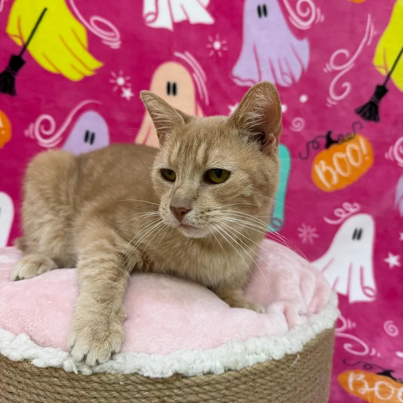 An adult medium-sized female Orange / Red Domestic Short Hair cat named Rabbit for adoption in Deerfield, IL