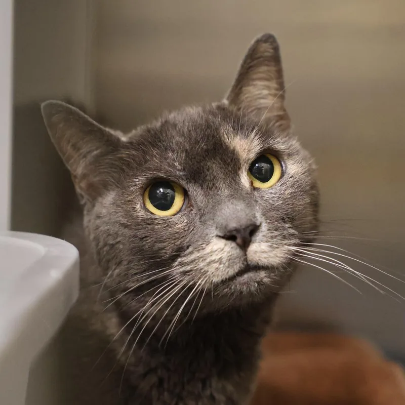 A senior medium-sized female Smoke Domestic Short Hair cat named Olive for adoption in Briarcliff Manor, NY