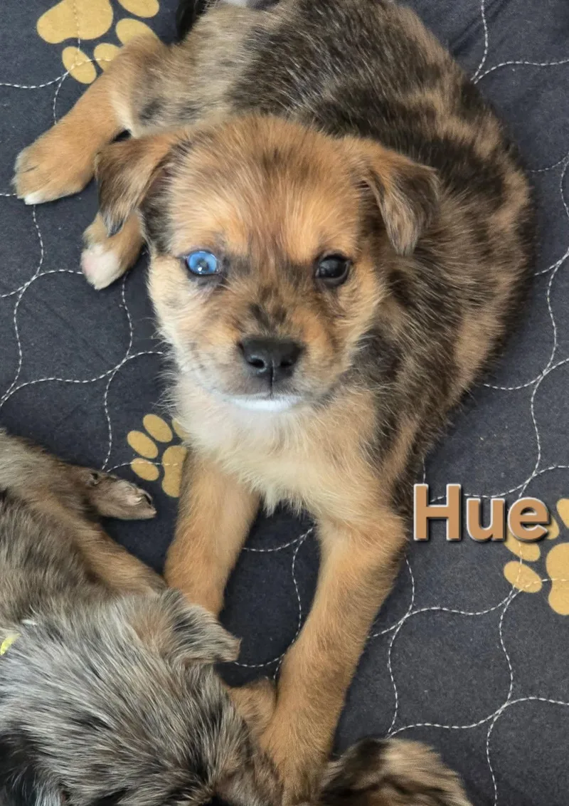 Hue