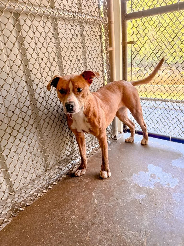 A young medium-sized female American Staffordshire Terrier dog named Sadie for adoption in Burnsville, NC