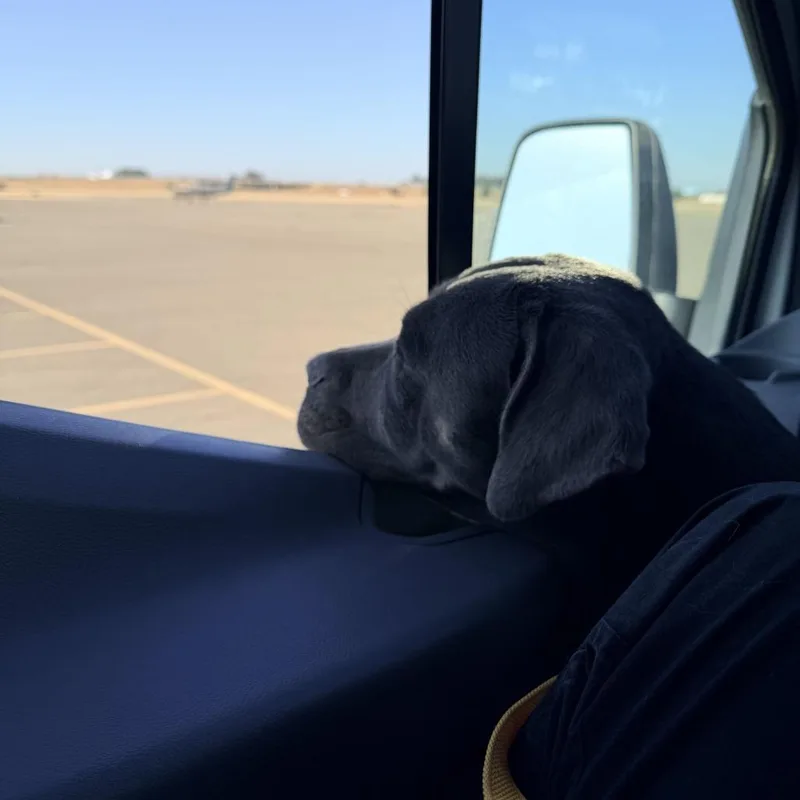 An adult large-sized female Gray / Blue / Silver Cane Corso dog named Ella Langley for adoption in Turlock, CA