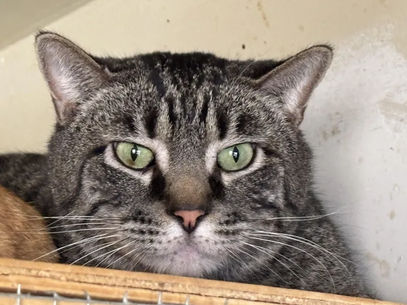 An adult small-sized male Tabby (Brown / Chocolate) Domestic Short Hair cat named Cyrus for adoption in Deming, NM