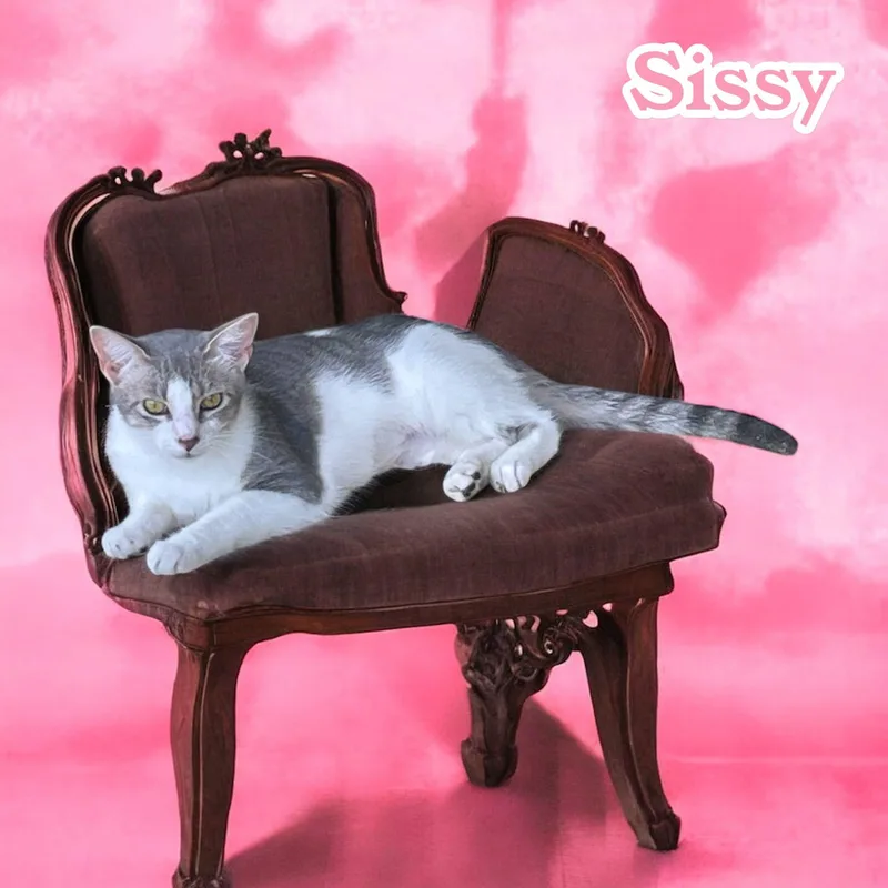 Sissy  Nc thumbnail 6