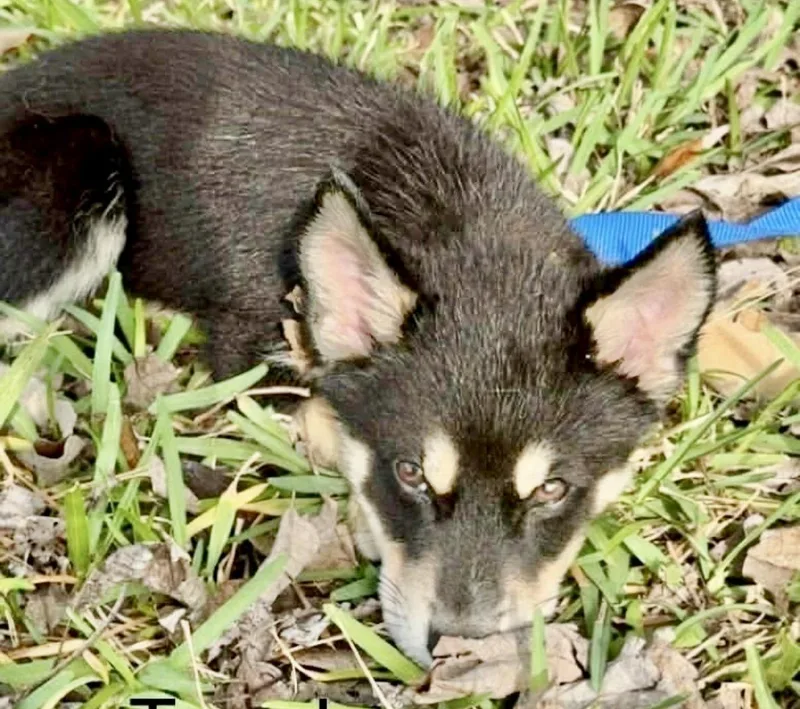 A baby small-sized male Black Australian Shepherd dog named Wrangler for adoption in Austin, TX