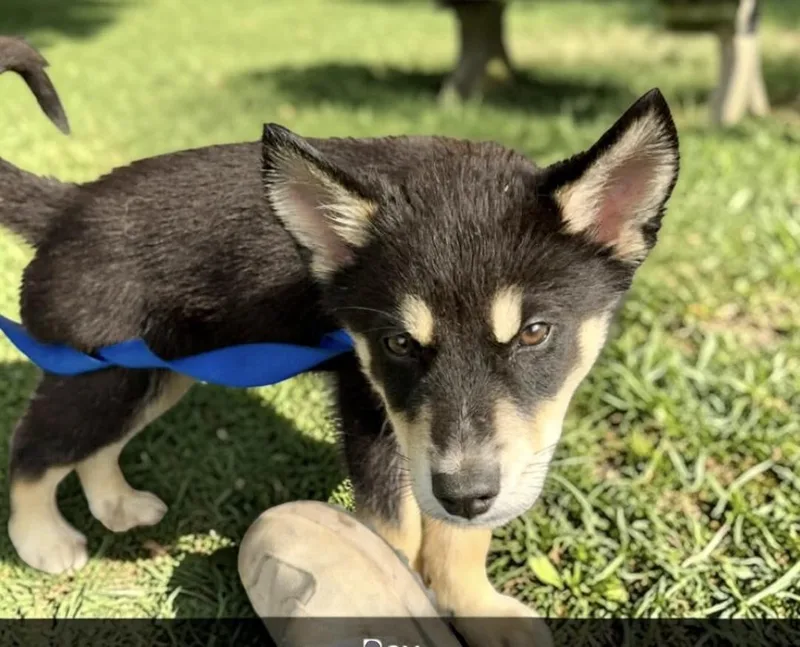 Wrangler thumbnail 2
