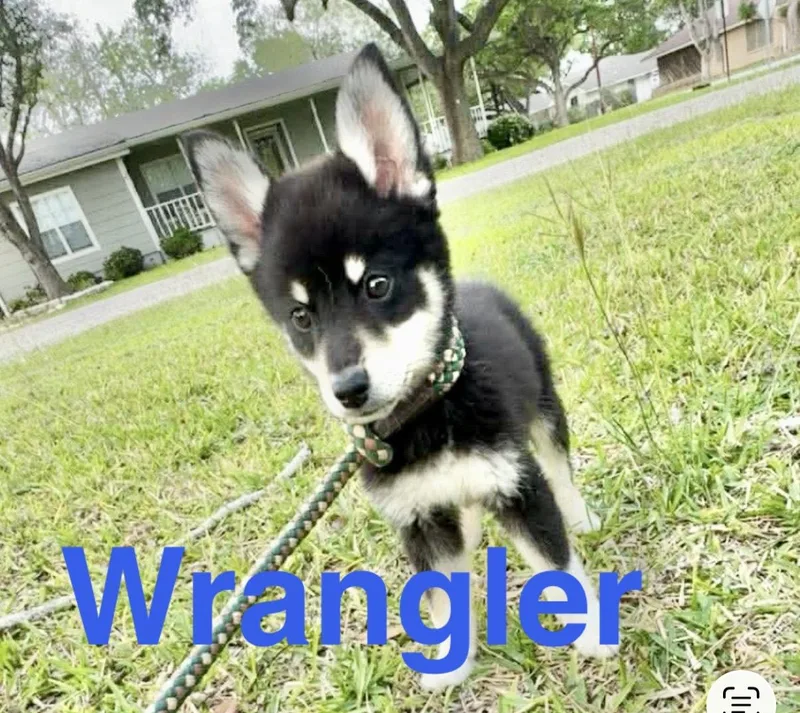 Wrangler thumbnail 5