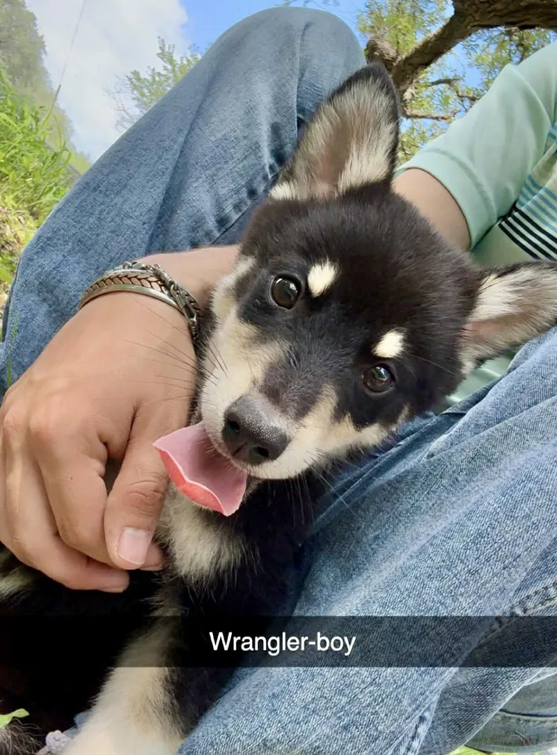 Wrangler thumbnail 6