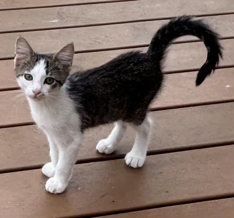 A baby medium-sized male Tabby (Gray / Blue / Silver) Domestic Short Hair cat named Pepper for adoption in Battle Creek, MI