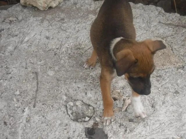 A baby small-sized female Terrier dog named Faith for adoption in Miami, FL