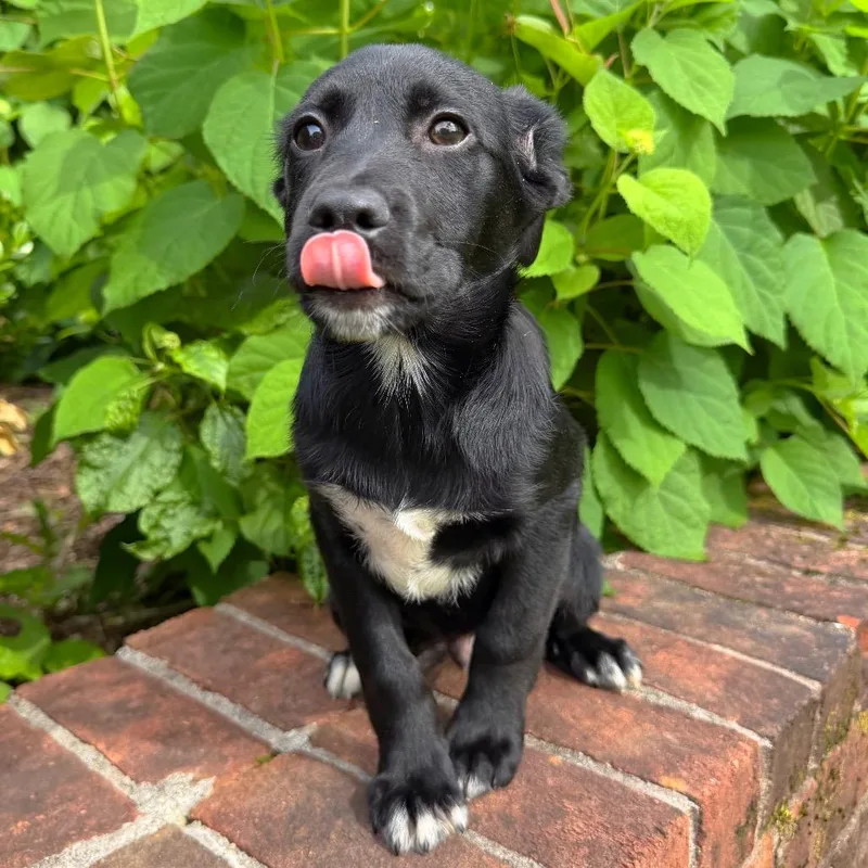 A baby medium-sized male Black Mixed Breed dog named Rocket for adoption in Brownsboro, AL