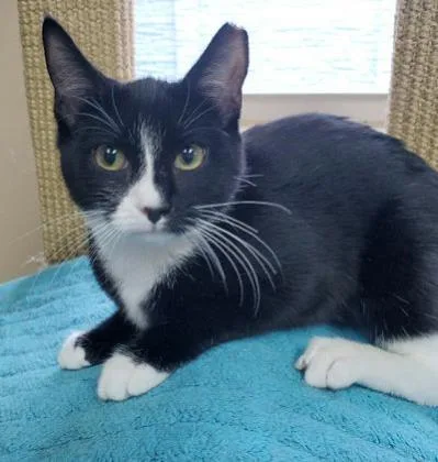 A baby large-sized female Domestic Short Hair cat named Sparky for adoption in Pompano Beach, FL