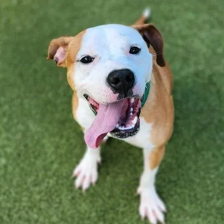 Trix thumbnail 6