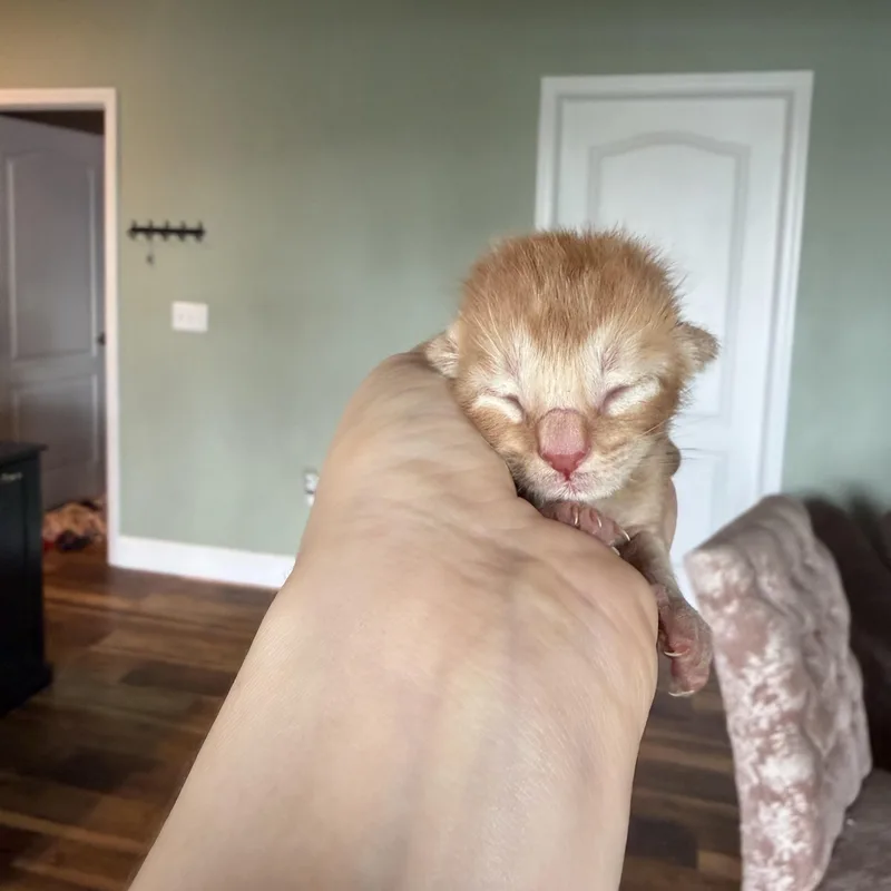 A baby medium-sized male Orange / Red Domestic Short Hair cat named Turmeric for adoption in Tampa, FL