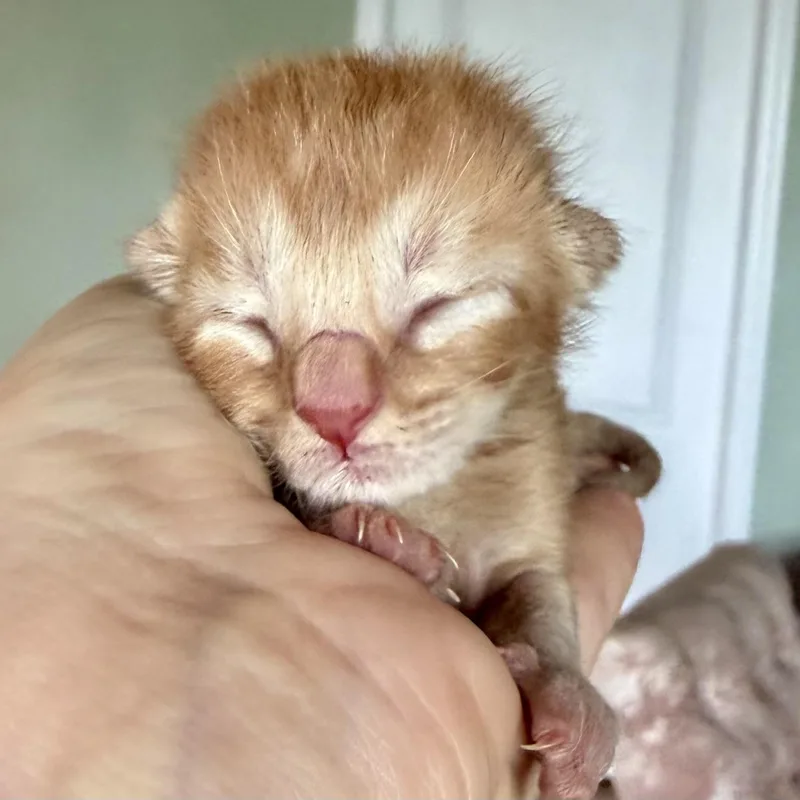 Turmeric thumbnail 3