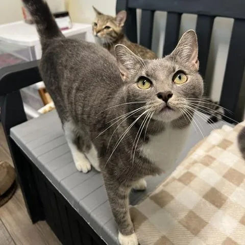 A young medium-sized female Gray / Blue / Silver Domestic Short Hair cat named Jill for adoption in Lake Panasoffkee, FL