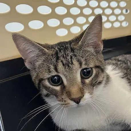 A young small-sized female Brown / Chocolate Domestic Short Hair cat named Shooting Star for adoption in Dearborn, MI